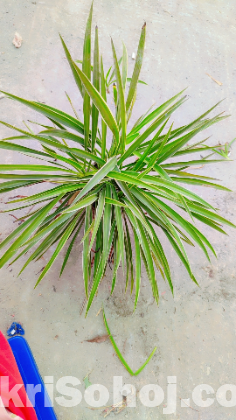 Spider plant